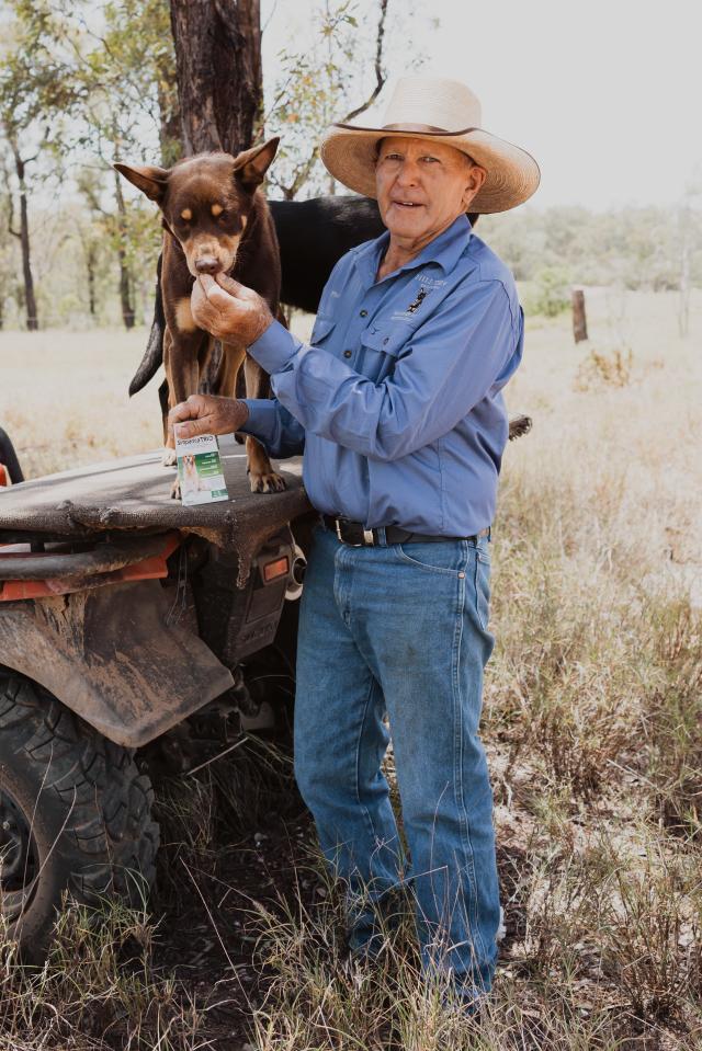 Premium Photo | Healthy Happy Dog With Long Hair On The Background Of A