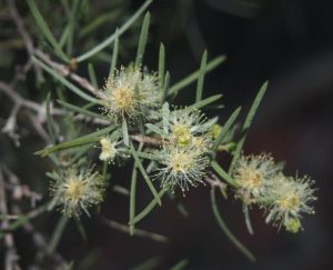 Council takes guess work out of gardening