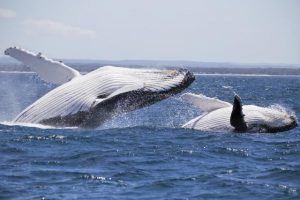 Shoalhaven jumps in winter