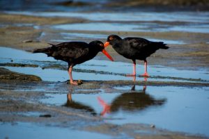 Managing a much-loved area