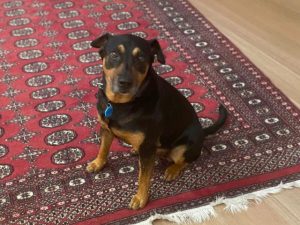 Tucker’s great escape cut short