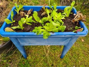 Bringing back gardens and memories