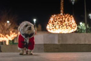 Don’t forget your Pet this Christmas